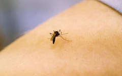 Muỗi bắt đầu hút máu người từ khi nào? DNA tiết lộ điều bất ngờ