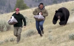 Columbia gây chú ý khi ra mắt bia 'ủ từ phân gấu'