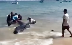 Cá voi hơn 2 tấn dạt vào bờ, người dân đẩy ra biển nhiều lần vẫn quay trở lại