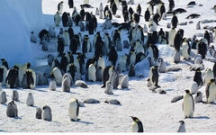 Chim cánh cụt hoàng đế vào nhóm nguy cấp vì băng tan