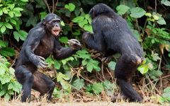‘Nội chiến’ hiếm gặp ở tinh tinh: Điều gì đang xảy ra?