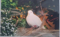 Chú chim bồ câu lập kỷ lục thế giới 'già hơn trái cà'