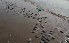 Sâu biển, sứa xuất hiện dày đặc ở Bãi Sau Vũng Tàu