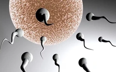 Nghiên cứu: Tinh trùng nam giới 'lên đỉnh' mùa hè, giảm mạnh vào mùa đông