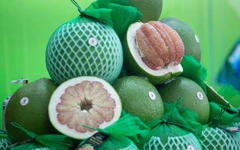 Ký nghị định thư xuất khẩu bưởi, chanh sang Trung Quốc