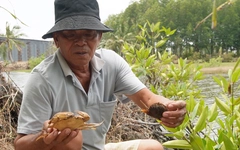 Hơn 1.300ha tôm, cua tại Cà Mau bị nắng nóng 'thiêu đốt', thiệt hại đến 70%