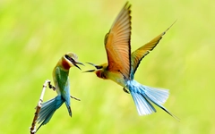 Ngắm khoảnh khắc 'đáng yêu' của chim trảu đuôi xanh ở miền Tây