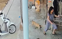 Ngành chức năng xác định con chó cắn 4 người ở Quảng Ngãi là chó dại