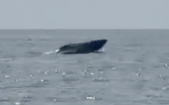 Cá voi bơi lội tung tăng ở biển Mũi Né