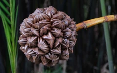 Tham gia VnExpress Marathon Green Paradise Cần Giờ, VĐV có thể trải nghiệm những đặc sản nào?