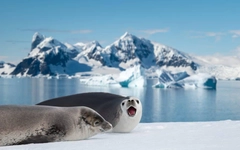 Hải cẩu Nam Cực tạo âm thanh như tiếng đàn, còn phát cả siêu âm