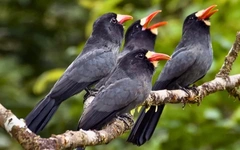 Động vật Amazon tạo mạng lưới truyền tin như ‘Internet’