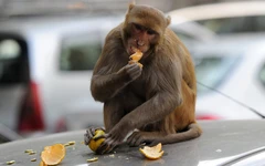 Đô thị hóa làm động vật ‘bạo’ hơn và ngày càng giống nhau