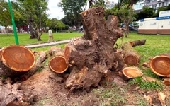 Đốn hạ cây me tây già cỗi ở Công viên Lê Văn Tám, TP.HCM để bảo đảm an toàn