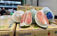 Gần 1 tấn bưởi trồng ở Đồng Tháp đi máy bay sang Úc, chào bán ở chợ đầu mối Sydney