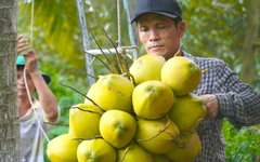 Dừa xiêm tăng giá nhờ thời tiết nắng nóng