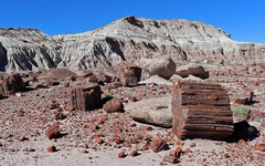 Lời nguyền từ rừng hóa thạch 200 triệu năm giữa sa mạc Mỹ