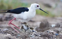 Những mỹ nữ chân dài lại về làm rộn ràng khu lấn biển Rạch Giá