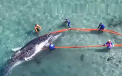 Video giải cứu cá voi 10 tấn bơi lạc vào cửa sông