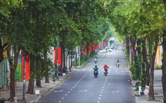 Lý Tự Trọng - con đường có lá me bay