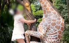 Trào lưu leo tượng hươu cao cổ chụp ảnh, Thảo cầm viên Sài Gòn nói gì?