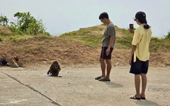 Nhiều du khách bất ngờ bị con khỉ hoang gần danh thắng Mũi Điện tấn công