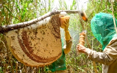 Cà Mau phê duyệt phát triển du lịch sinh thái U Minh Hạ hơn 1.300ha