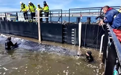 Đức huy động sà lan giải cứu cá voi lưng gù mắc cạn nhiều tuần