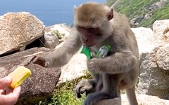 Cảnh báo tình trạng khỉ hoang cắn du khách gần danh thắng Mũi Điện