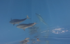 Khoảnh khắc kỳ diệu bắt gặp gần 100 con cá voi bơi qua vùng biển Phú Quý