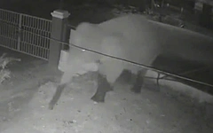 Voi rừng phá rào thép, 'đột nhập' trường học ở Sơn La