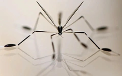 Loài côn trùng bay không cần vỗ cánh, xòe chân để 'đón gió'