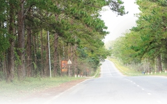 "Tắm rừng" và ăn bánh canh cá lóc ở Măng Đen