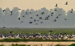 Vườn quốc gia Tràm Chim xuất hiện nhiều loài chim quý hiếm về trú ngụ