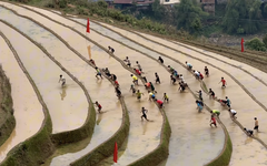 'Đua leo ruộng bậc thang' gây bão mạng