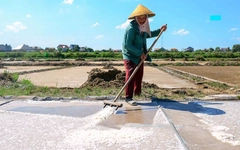 Mồ hôi mặn trên cánh đồng muối dưới chảo lửa 40 độ