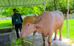 Con trâu bạch tạng nổi tiếng trên mạng được chính phủ Bangladesh cứu khỏi hiến tế