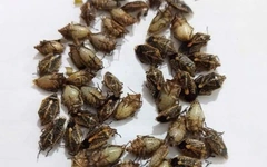 Sáu người ở vùng cao Thanh Hóa bị ngộ độc, nghi do ăn bọ xít