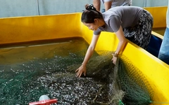 Cà Mau còn hơn 1.000 tấn lươn thương phẩm, giá giảm sâu vẫn khó bán