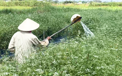 Đồng lá mùng Năm vào vụ thu hoạch, cả làng thơm ngát trước Tết Đoan Ngọ