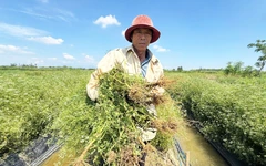 Đồng 'lá thơm' ở Đà Nẵng mùa thu hoạch, từ đầu làng cuối xóm ngát hương