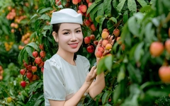 Giá vải thiều tăng mạnh chưa từng có