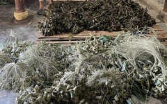 Phát hiện cơ sở sản xuất bánh ú trộn hàn the