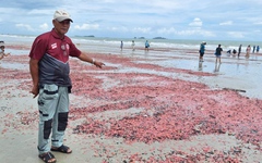Tìm nguyên nhân hải sâm hồng phủ đầy bờ biển ở Thái Lan