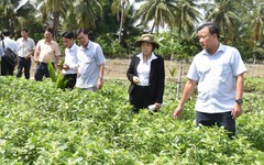 Đồng Tháp chỉ đạo tiêu hủy rau màu bị chết bất thường, tuyệt đối không bán ra thị trường