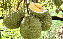 Dự kiến rút ngắn thời gian cấp mã số vùng trồng nông sản, không nới lỏng quản lý