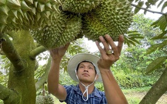 Hơn 100 doanh nghiệp Trung Quốc sang Việt Nam tìm đối tác sầu riêng