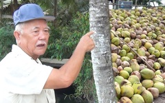 Vì sao giá dừa khô ở miền Tây giảm mạnh, bán một trái chưa đủ mua ly trà đá?
