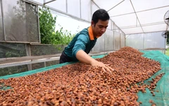 Tăng tốc đáp ứng EUDR, cà phê Việt vẫn ngóng hướng dẫn