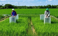 Trồng lúa Nhật trên đất miền Tây